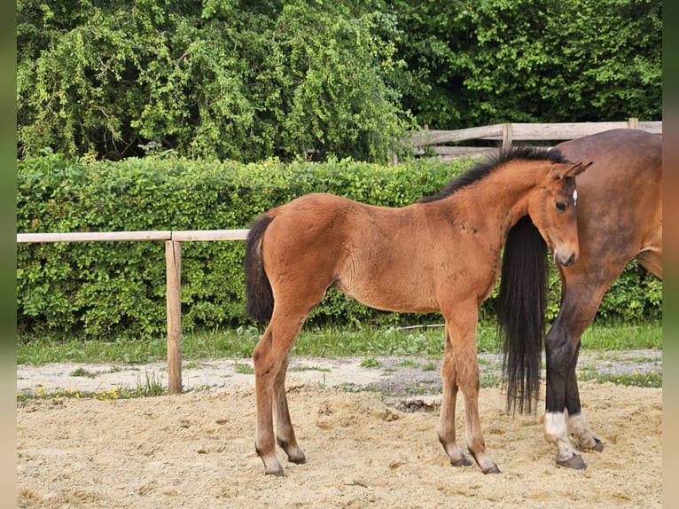 Hanovrien Étalon 1 Année 169 cm Bai in Osterbruch