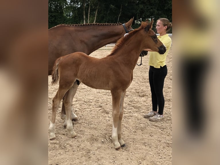 Hanovrien Étalon 1 Année 170 cm Alezan brûlé in Hesel