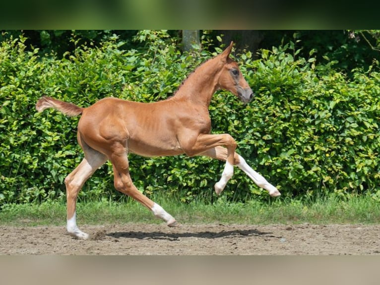 Hanovrien Étalon 1 Année 170 cm Alezan brûlé in Lautertal
