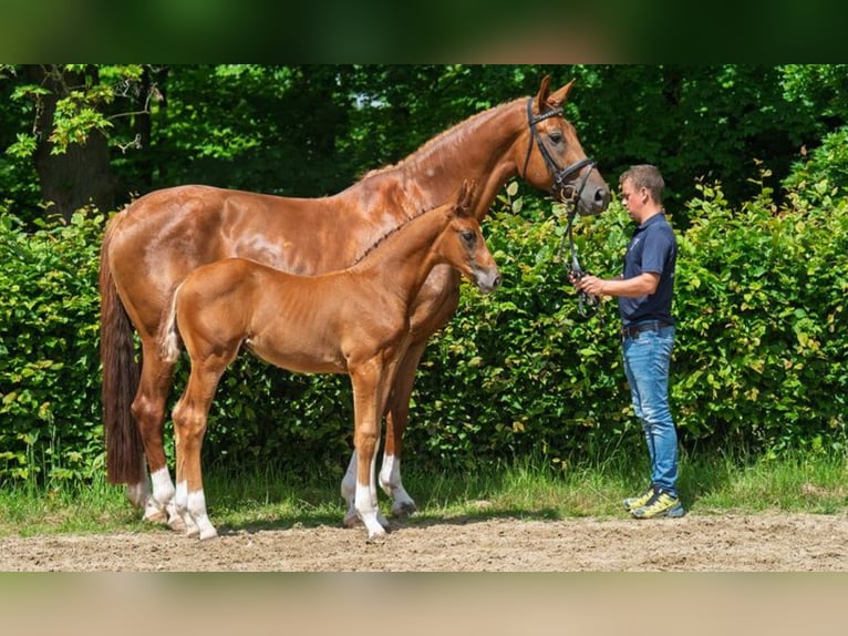 Hanovrien Étalon 1 Année 170 cm Alezan brûlé in Lautertal