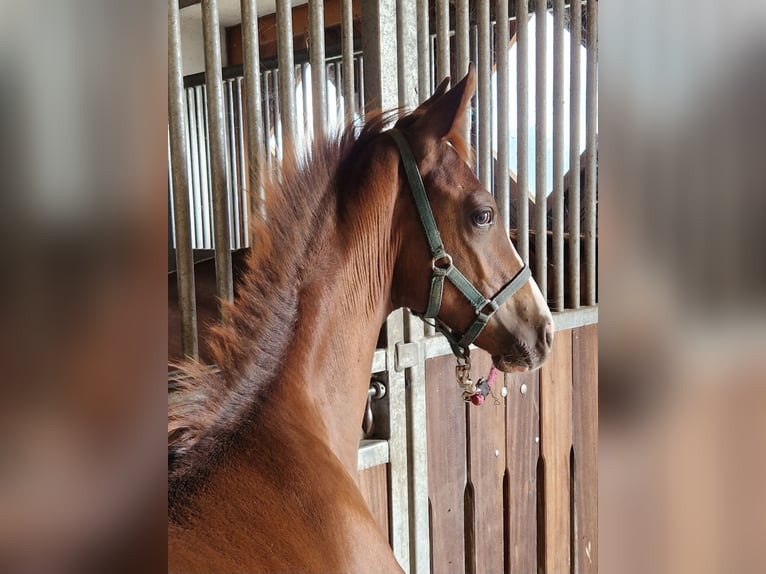 Hanovrien Étalon 1 Année 170 cm Alezan brûlé in Stemshorn