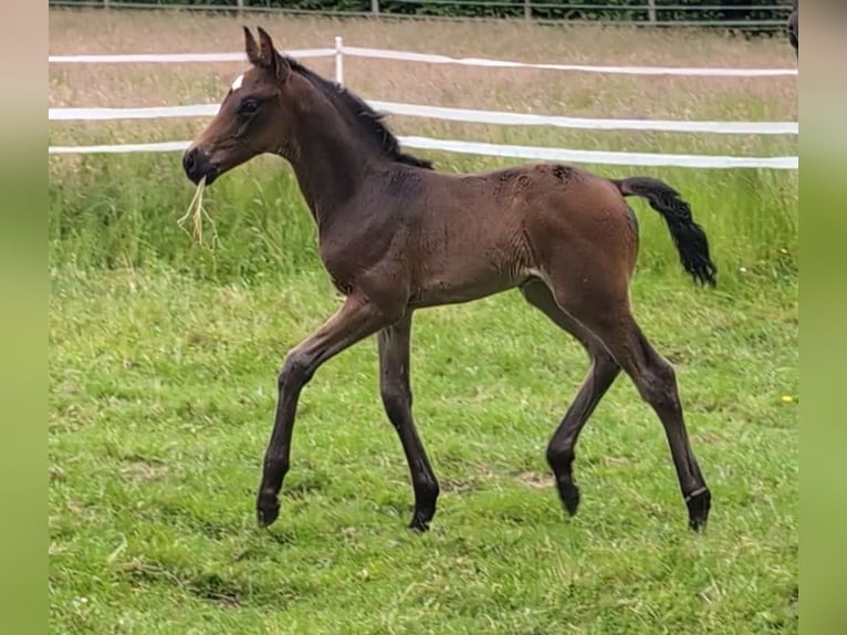 Hanovrien Étalon 1 Année 170 cm Bai brun in Weyhe