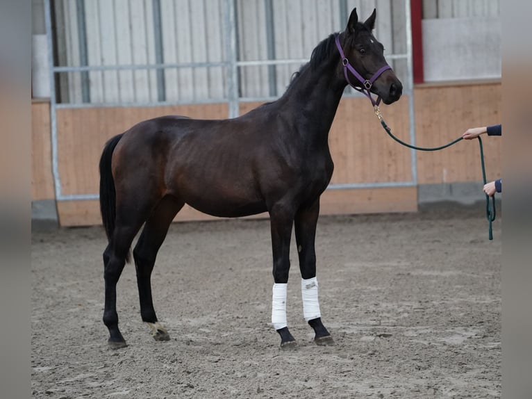 Hanovrien Étalon 1 Année 170 cm Bai brun foncé in Hohenfelde