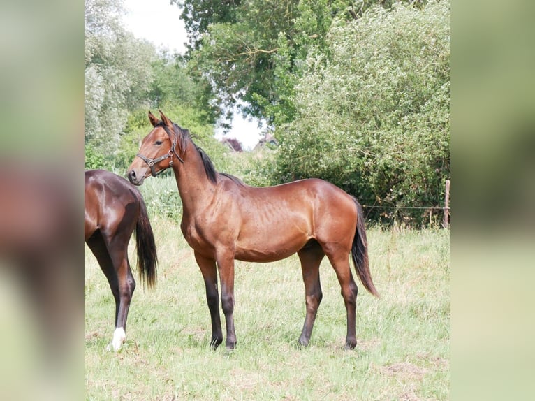 Hanovrien Étalon 1 Année 170 cm Bai in Elmshorn