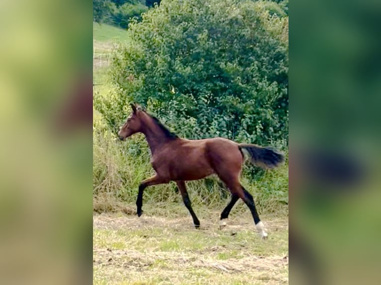 Hanovrien Étalon 1 Année 170 cm Bai in Dransfeld