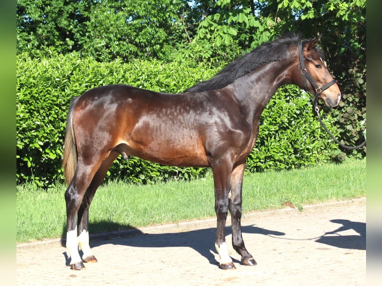 Hanovrien Étalon 1 Année 170 cm Bai in Selsingen
