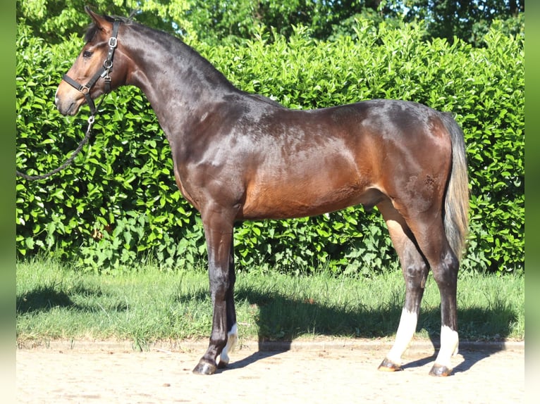 Hanovrien Étalon 1 Année 170 cm Bai in Selsingen