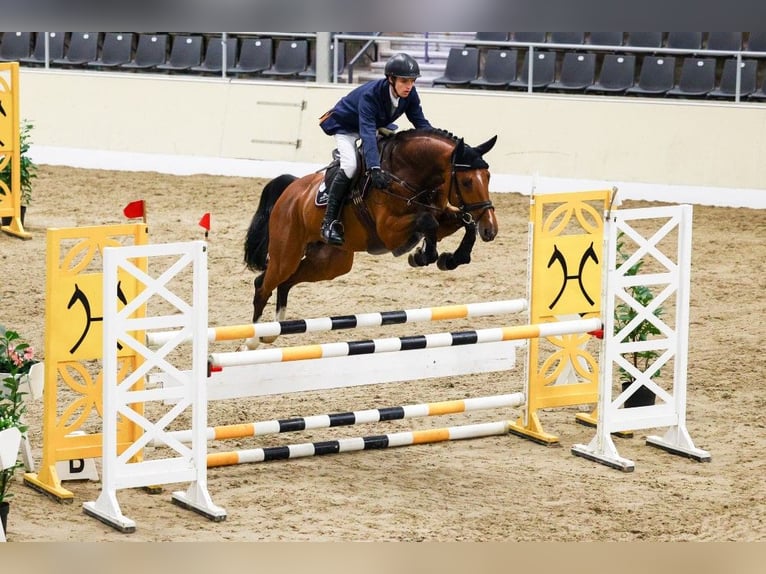 Hanovrien Étalon 1 Année 170 cm Bai in Osterholz-Scharmbeck