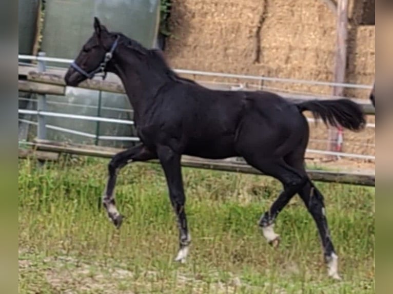 Hanovrien Étalon 1 Année 170 cm Noir in Rosengarten