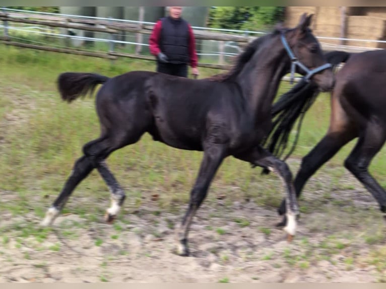 Hanovrien Étalon 1 Année 170 cm Noir in Rosengarten