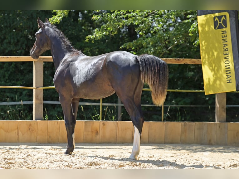 Hanovrien Étalon 1 Année 170 cm Noir in Eisingen
