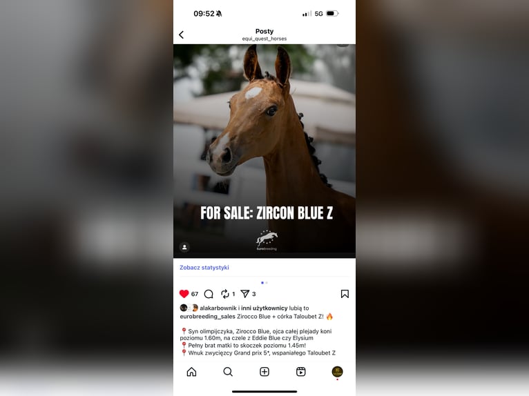 Hanovrien Étalon 1 Année 172 cm Bai cerise in Chylice-Kolonia