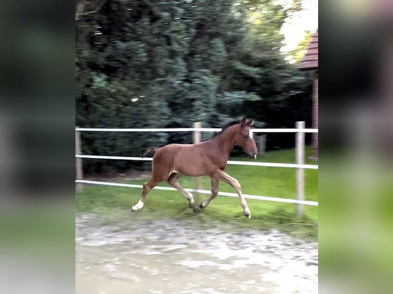 Hanovrien Étalon 1 Année 175 cm Bai in Norden