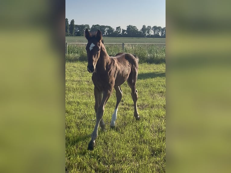 Hanovrien Étalon 1 Année 175 cm Bai in Norden