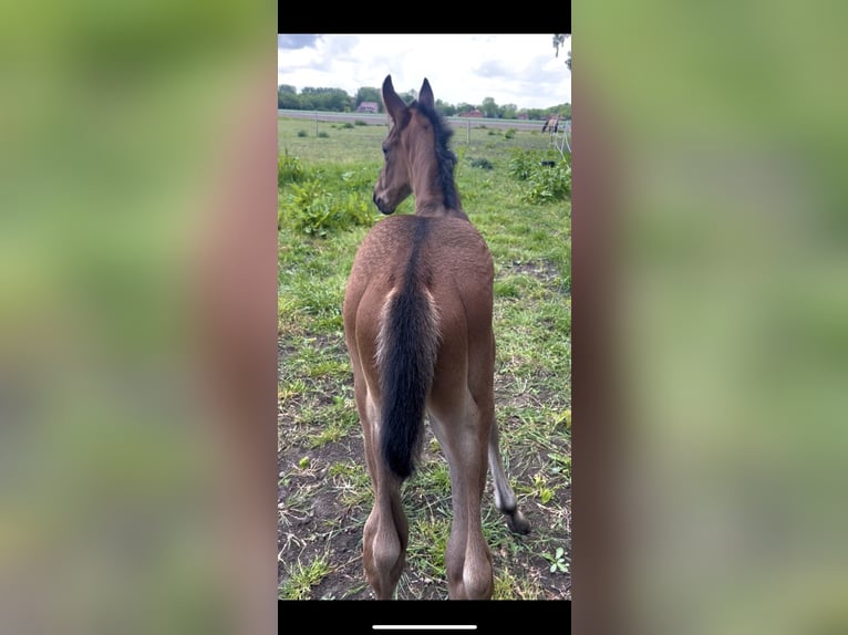 Hanovrien Étalon 1 Année 175 cm Bai in Norden