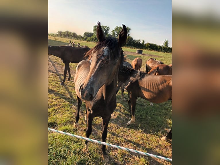 Hanovrien Étalon 1 Année 175 cm Peut devenir gris in Goch