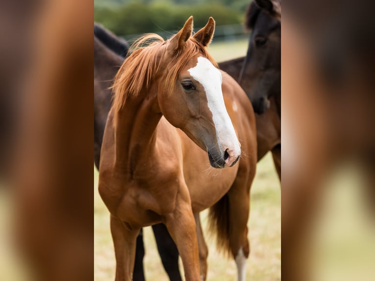 Hanovrien Étalon 1 Année Alezan brûlé in Duszniki