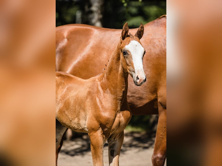 Hanovrien Étalon 1 Année Alezan brûlé in Duszniki