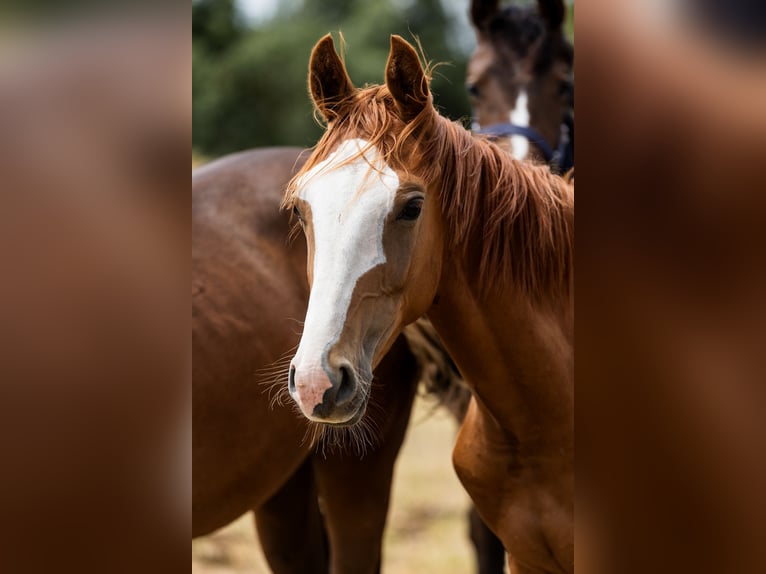 Hanovrien Étalon 1 Année Alezan brûlé in Duszniki