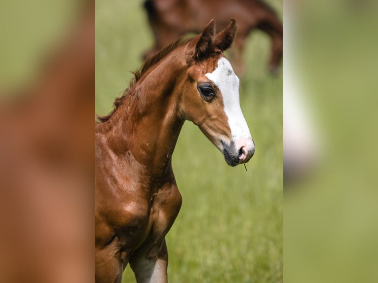 Hanovrien Étalon 1 Année Alezan brûlé in Duszniki