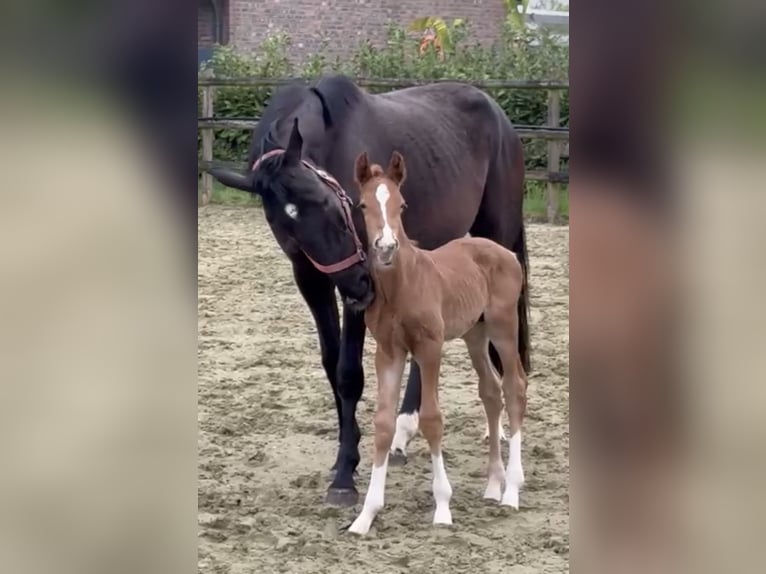 Hanovrien Étalon 1 Année Alezan brûlé in Kevelaer