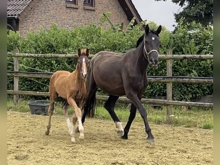 Hanovrien Étalon 1 Année Alezan brûlé in Kevelaer