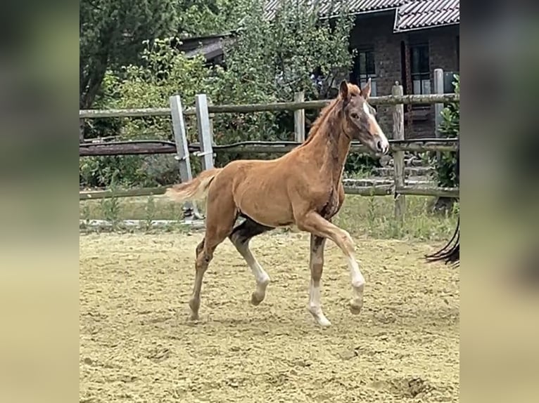 Hanovrien Étalon 1 Année Alezan brûlé in Kevelaer