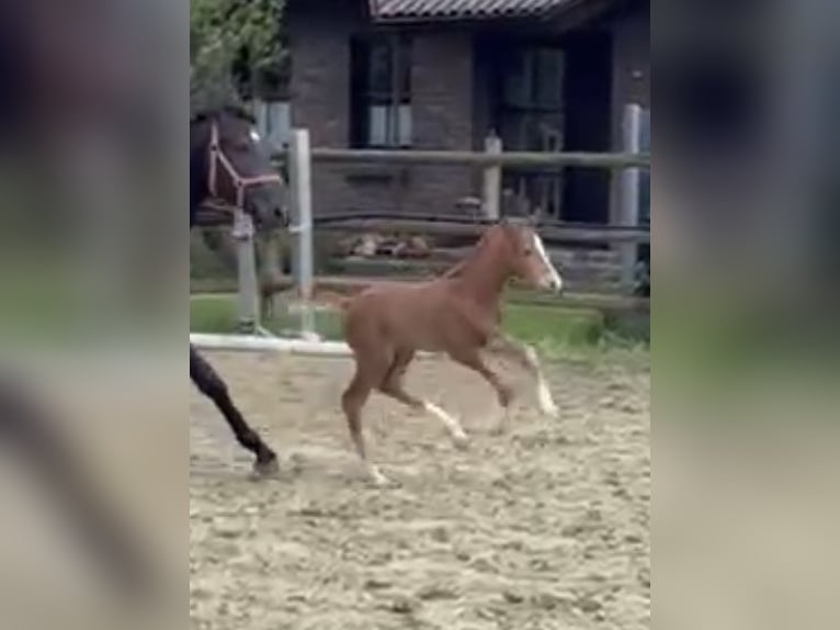 Hanovrien Étalon 1 Année Alezan brûlé in Kevelaer