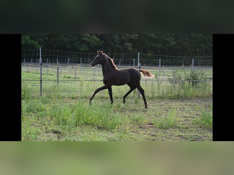 Hanovrien Étalon 1 Année Alezan brûlé in Kirchdorf