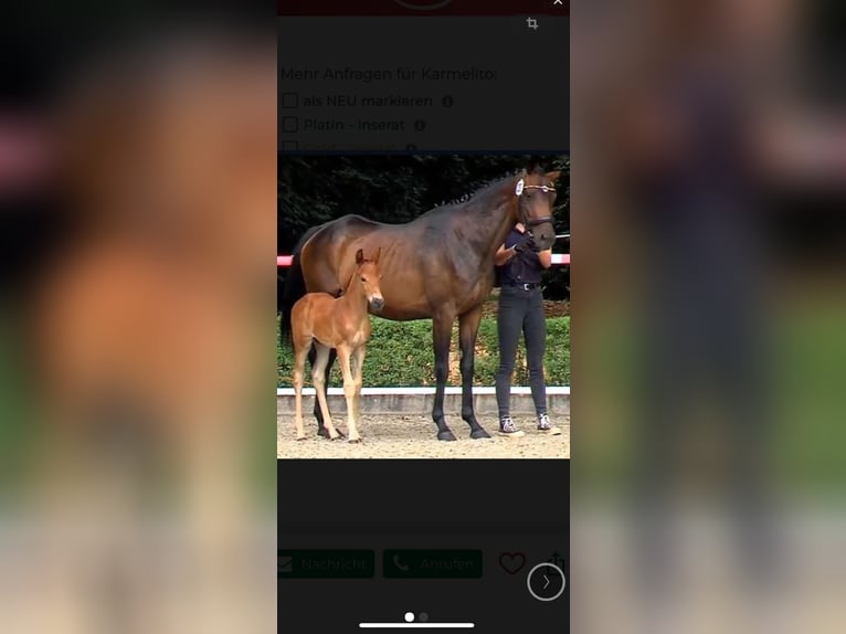 Hanovrien Étalon 1 Année Alezan brûlé in Burgdorf