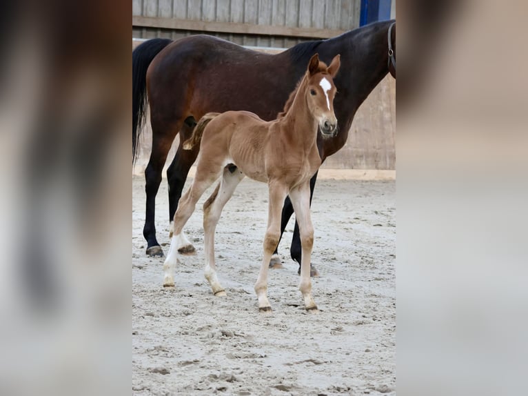 Hanovrien Étalon 1 Année Alezan in Bad Oldesloe