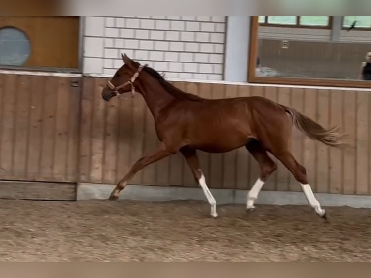 Hanovrien Étalon 1 Année Alezan in Essen