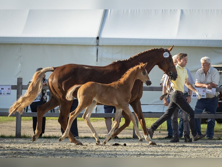 Hanovrien Étalon 1 Année Alezan in Gödenstorf