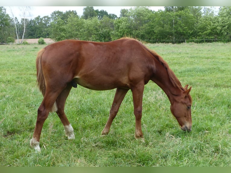 Hanovrien Étalon 1 Année Alezan in Raddestorf