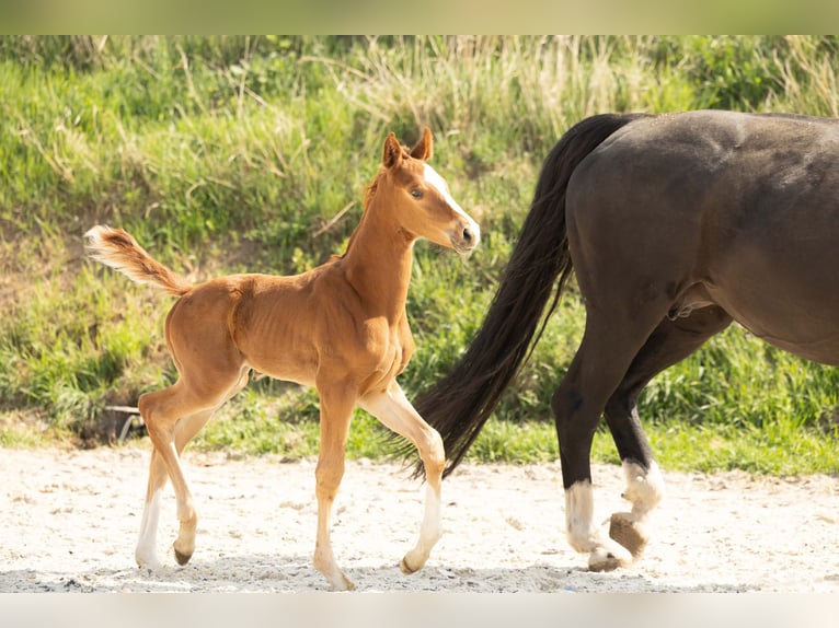 Hanovrien Étalon 1 Année Alezan in Meisdorf