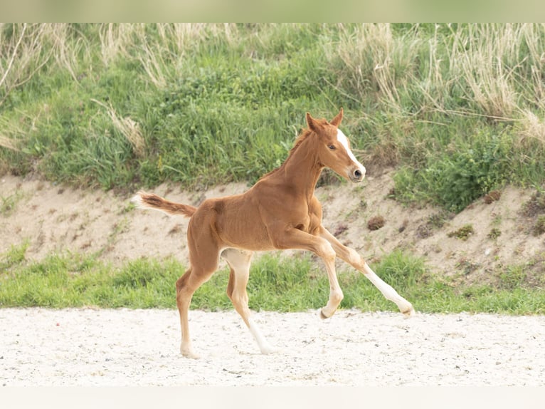 Hanovrien Étalon 1 Année Alezan in Meisdorf