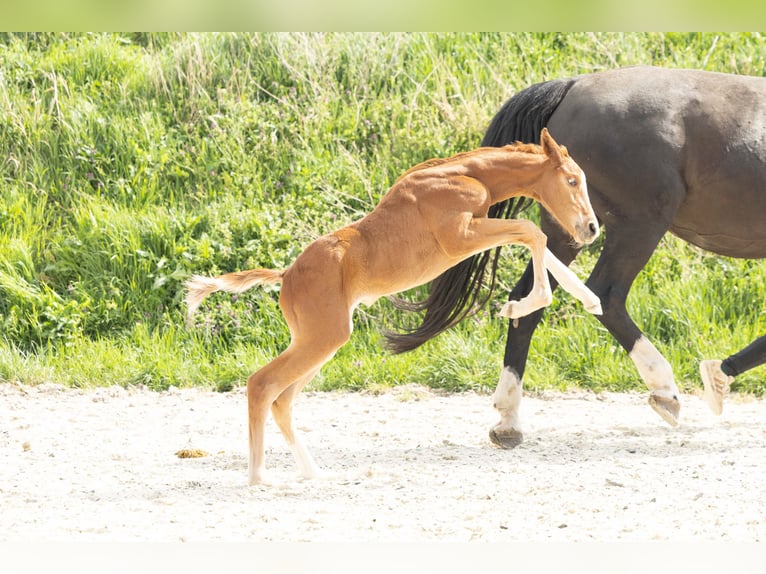 Hanovrien Étalon 1 Année Alezan in Meisdorf