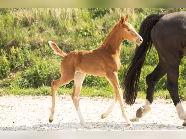 Hanovrien Étalon 1 Année Alezan in Meisdorf