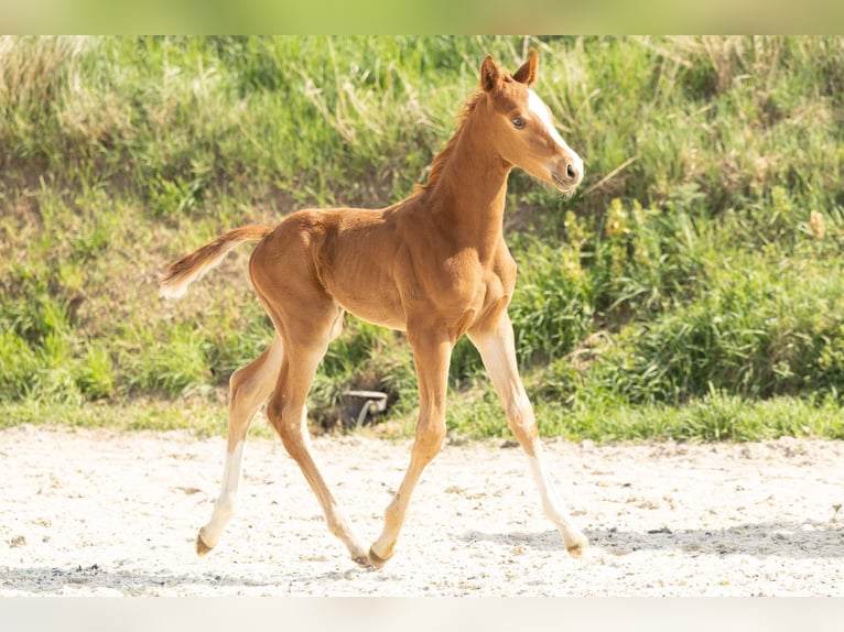 Hanovrien Étalon 1 Année Alezan in Meisdorf