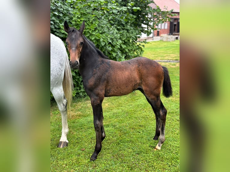 Hanovrien Étalon 1 Année Bai brun in Petershagen