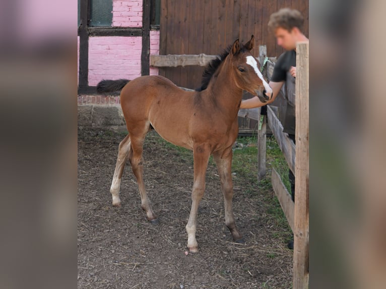 Hanovrien Étalon 1 Année Bai in Hessisch Lichtenau