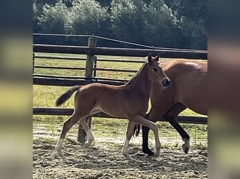 Hanovrien Étalon 1 Année Bai in Kevelaer