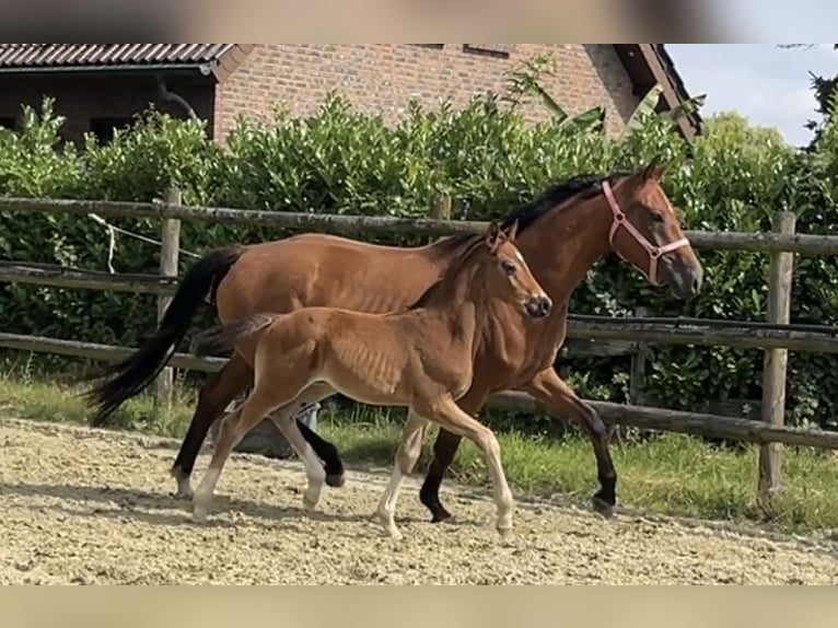 Hanovrien Étalon 1 Année Bai in Kevelaer
