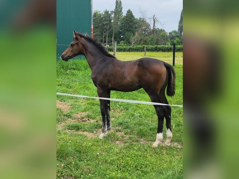 Hanovrien Étalon 1 Année Bai in Lauenhagen