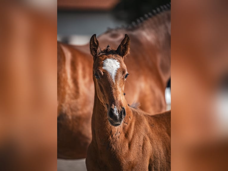 Hanovrien Étalon 1 Année Bai in Bodenfelde-Wahmbeck
