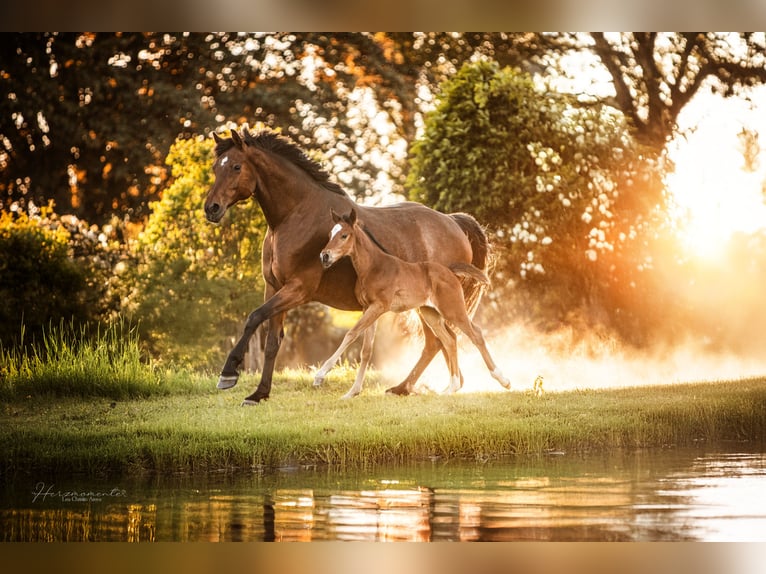 Hanovrien Étalon 1 Année Bai in Bodenfelde-Wahmbeck