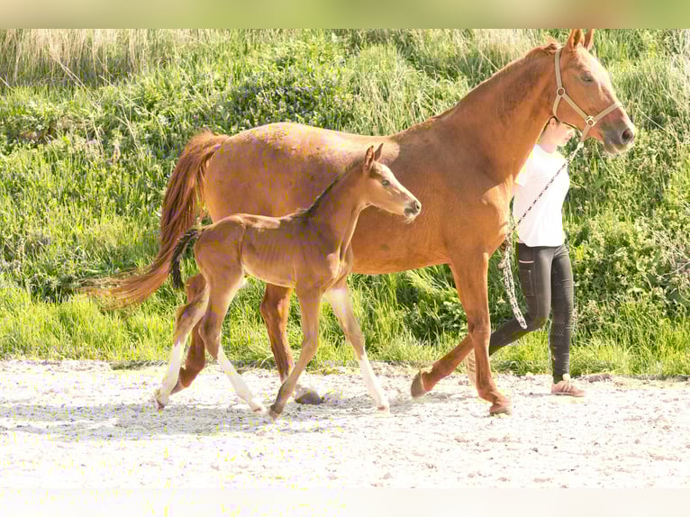 Hanovrien Étalon 1 Année Bai in Meisdorf
