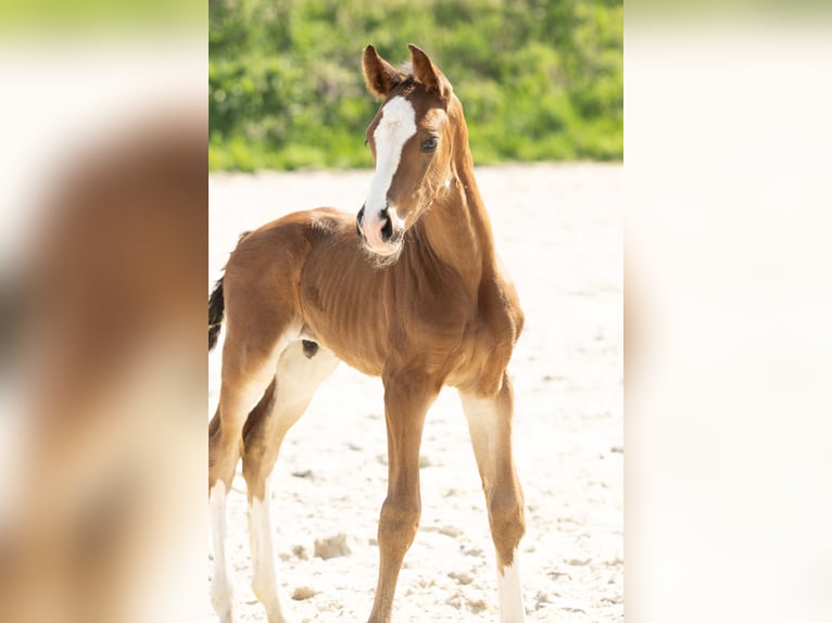 Hanovrien Étalon 1 Année Bai in Meisdorf