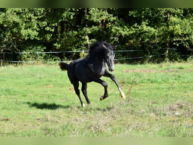 Hanovrien Étalon 1 Année Gris in Chateau Larcher