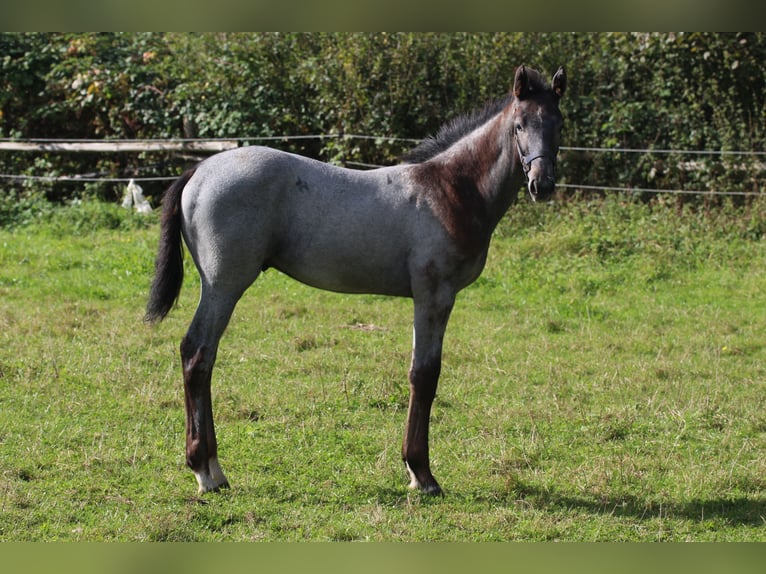 Hanovrien Étalon 1 Année Gris in Scheeßel